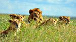 A Pride Of Lions In Serengeti National Park