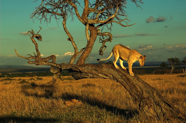 Top 49+ imagen leones habitat natural - Abzlocal.mx