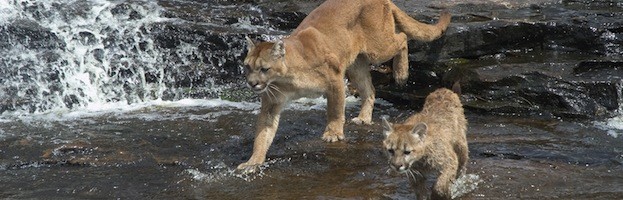 Puma - Felinos y Características