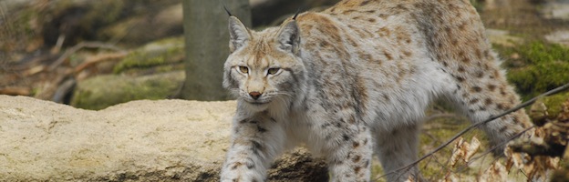 Lynx, Description, Size, Habitat, & Facts