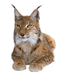 Lynx - Feline Facts and Information