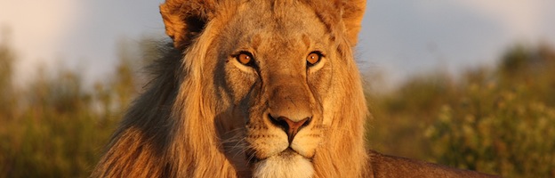 Leones en la Cultura - Felinos Información y Características