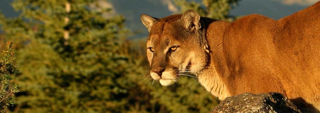 puma-facts1 | Feline Facts and Information