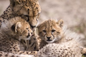 Cheetah Reproduction - Feline Facts and Information