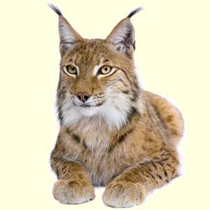 top_lynx_facts | Feline Facts and Information